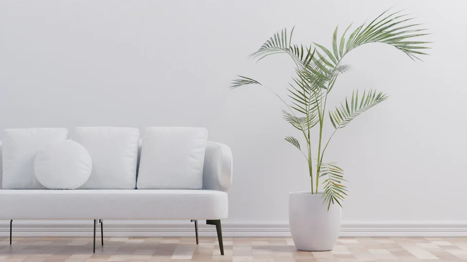 White sofa beside a potted palm in a bright room.