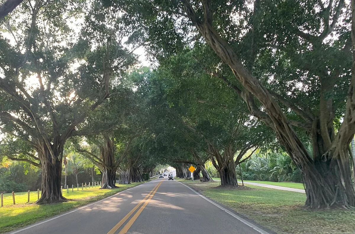 Tree-lined road beneath a canopy of large branches.